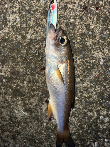 ムツの釣果