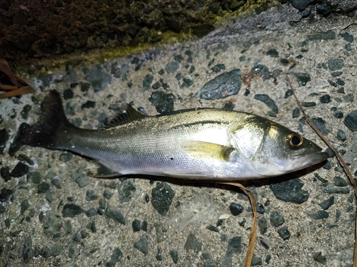 セイゴ（マルスズキ）の釣果