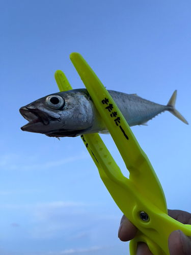 サバの釣果