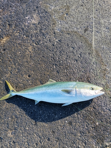 ブリの釣果