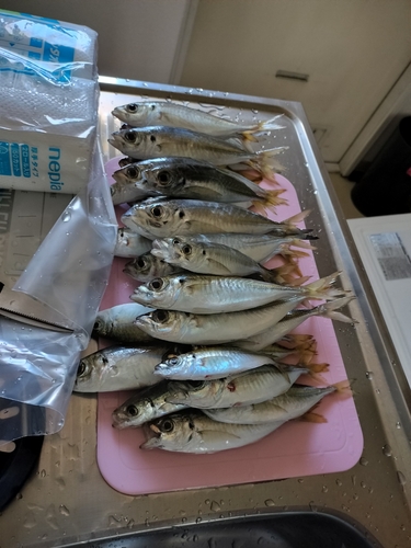 アジの釣果