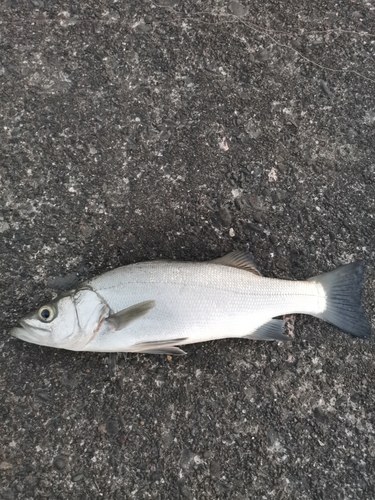 ヒラスズキの釣果