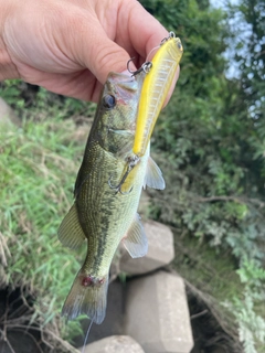 ラージマウスバスの釣果