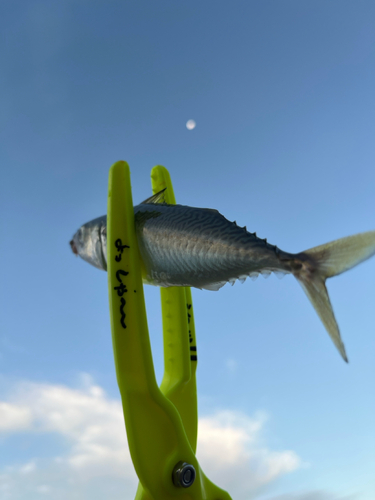 サバの釣果