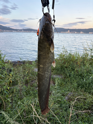 ナマズの釣果