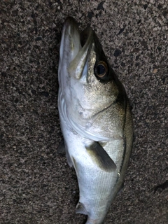 セイゴ（タイリクスズキ）の釣果