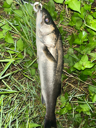 スズキの釣果