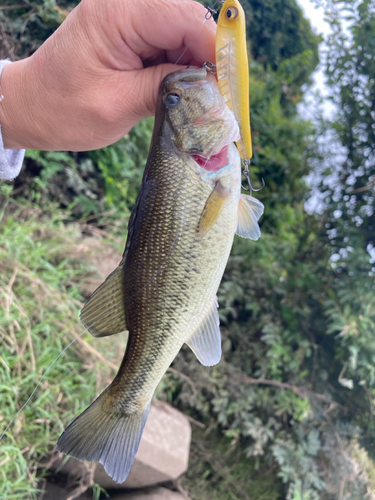 ラージマウスバスの釣果