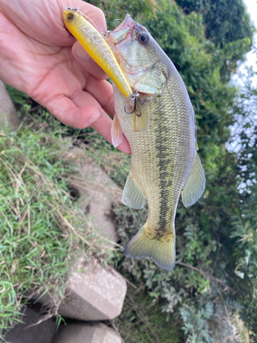 ラージマウスバスの釣果