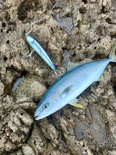 ハマチの釣果