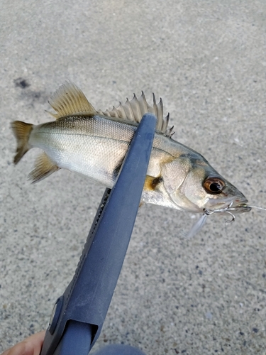 セイゴ（マルスズキ）の釣果