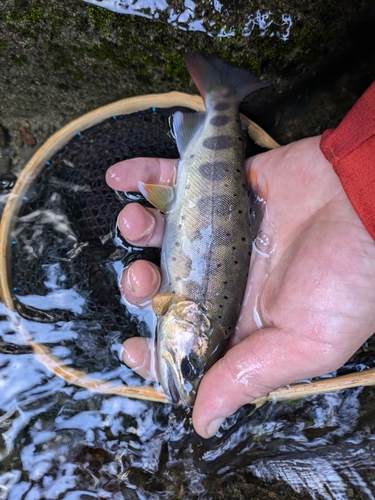 アマゴの釣果