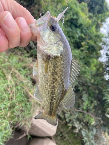 ラージマウスバスの釣果