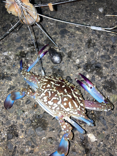 タイワンガザミの釣果