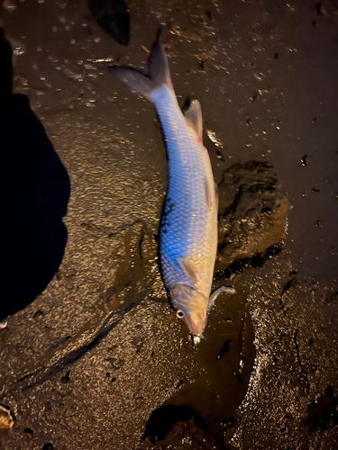 ニゴイの釣果