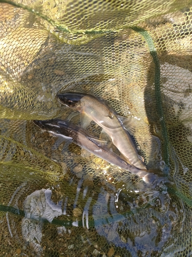 アユの釣果