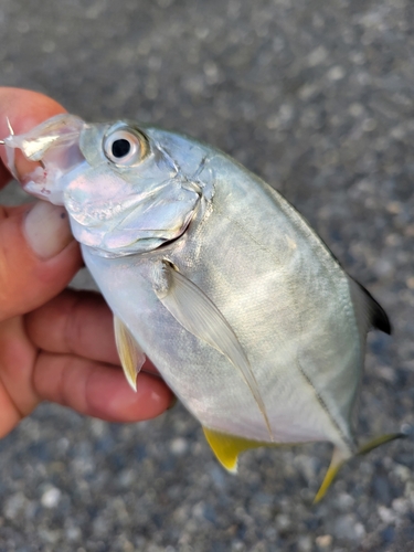 ギンガメアジの釣果