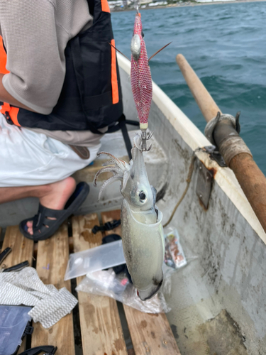 コウイカの釣果