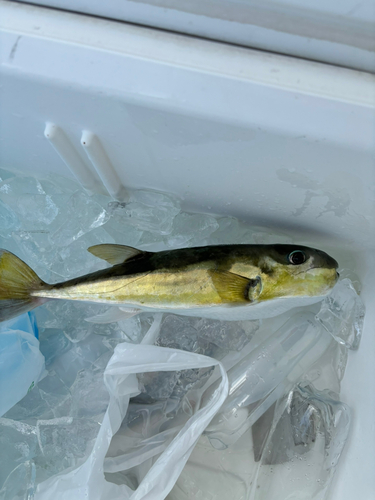 シロサバフグの釣果