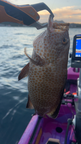 オオモンハタの釣果