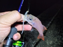 クロホシイシモチの釣果