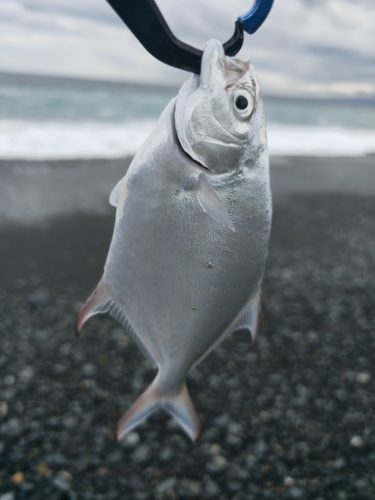 ナンヨウカイワリの釣果