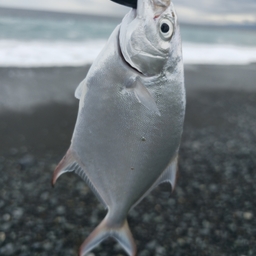 ナンヨウカイワリ