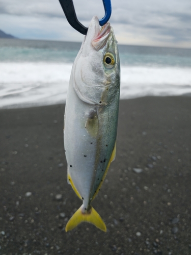 ワカシの釣果