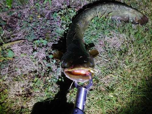 ナマズの釣果