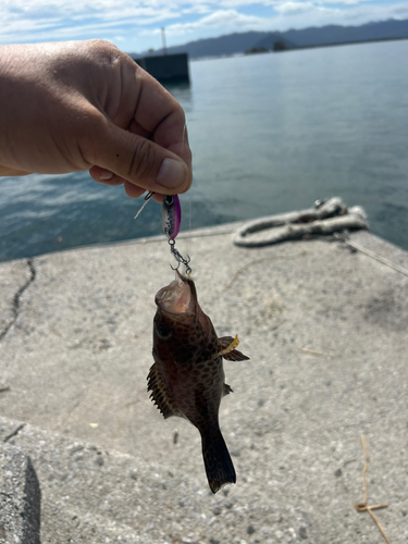 オオモンハタの釣果