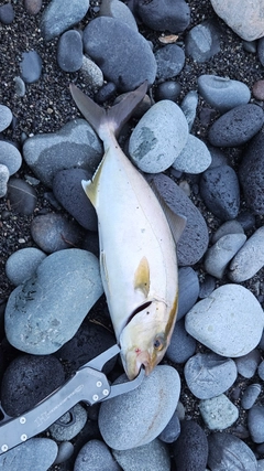 ショゴの釣果