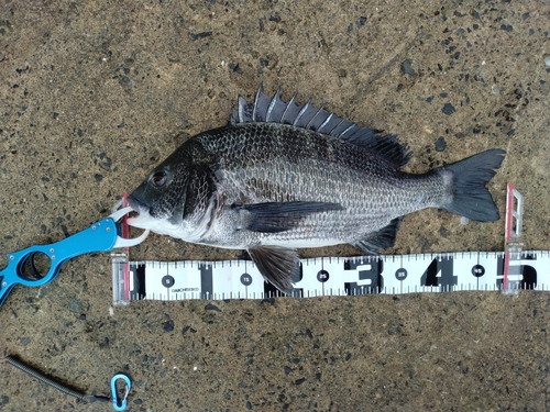 クロダイの釣果