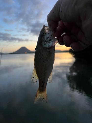 ラージマウスバスの釣果