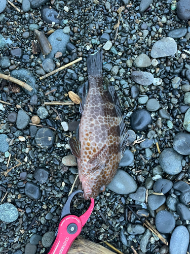 オオモンハタの釣果