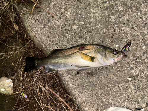 シーバスの釣果