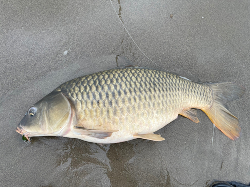 コイの釣果