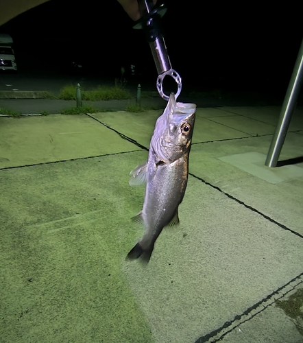 スズキの釣果