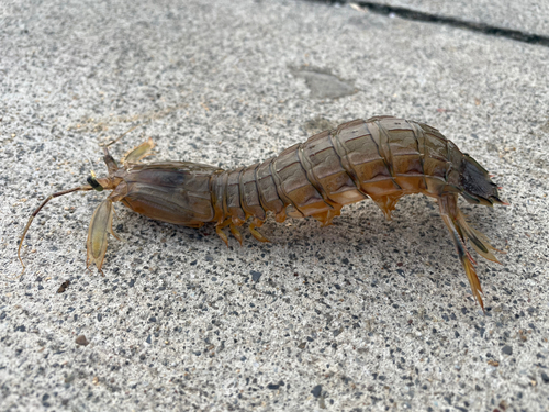 シャコの釣果