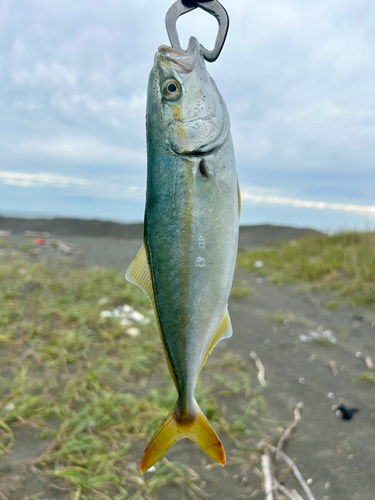 ワカシの釣果