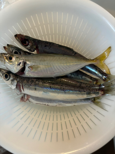 イワシの釣果