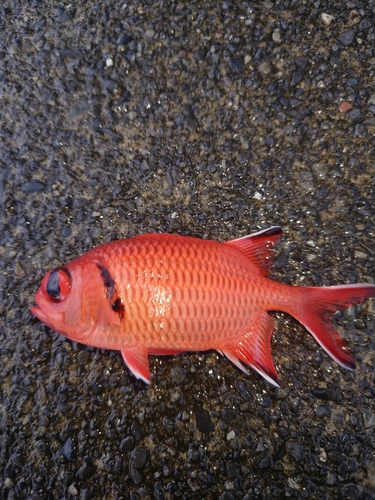 アカマツカサの釣果