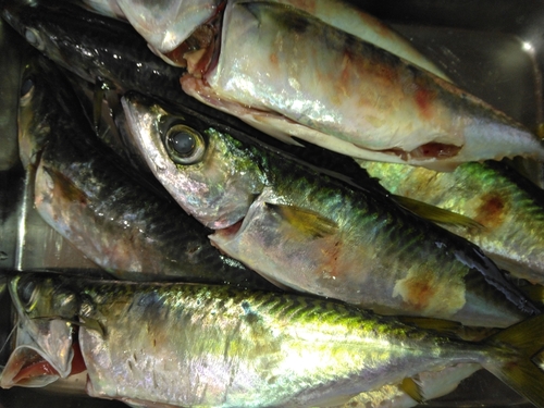 サバの釣果