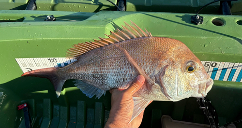 タイの釣果