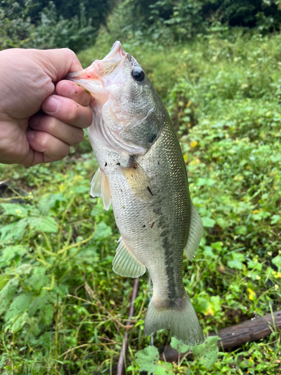 スモールマウスバス