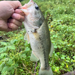 スモールマウスバス