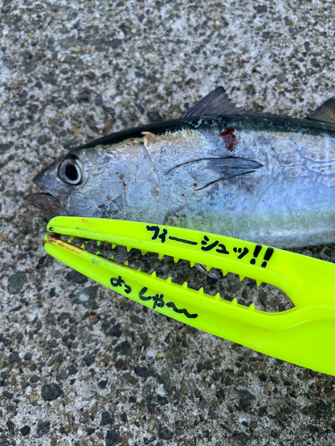 ソウダガツオの釣果