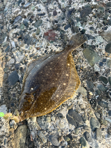 カレイの釣果