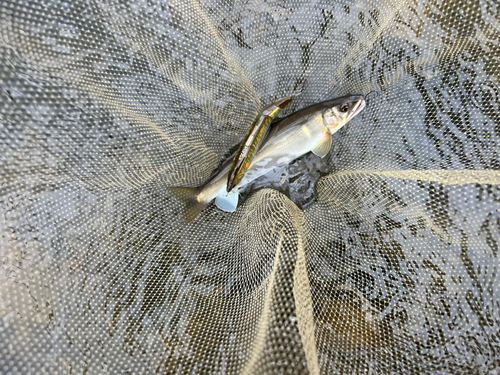 アユの釣果