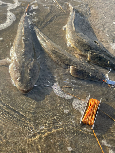 マゴチの釣果