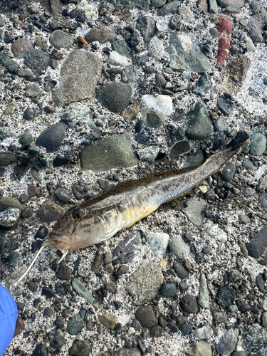 マハゼの釣果